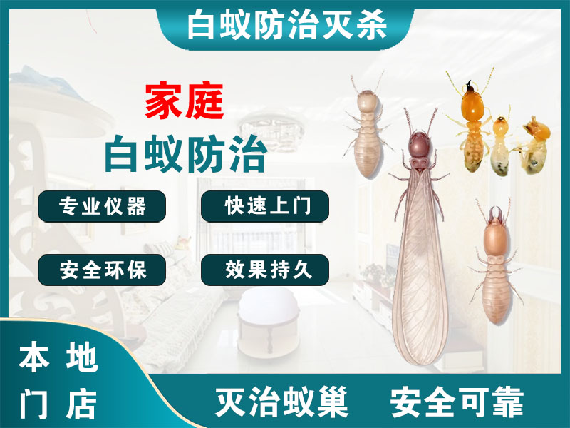 绍兴市家庭白蚁防治